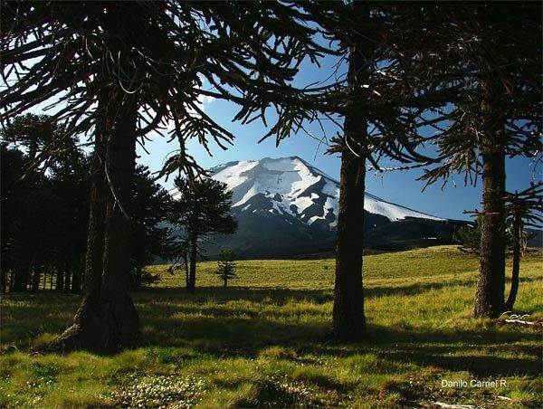 Araucaria trees in front of a snow-capped volcano