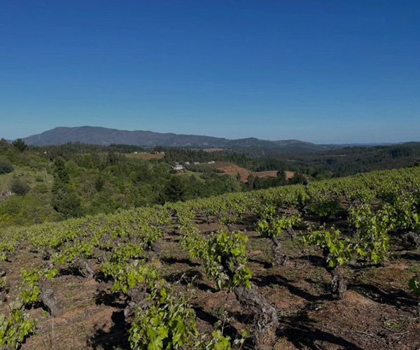 Vina Tierra Firme